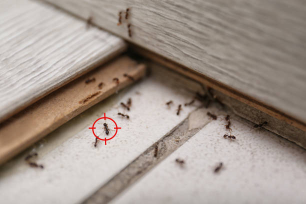Best Pest Prevention Services  in Fresno, TX