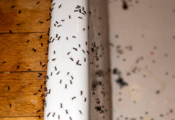 Best Exterminator Services  in Fresno, TX