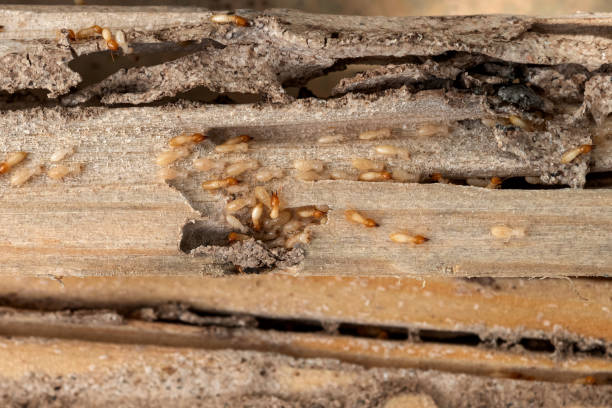Best Cockroach Control Services  in Fresno, TX