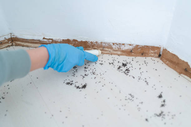 Best Affordable Pest Control Services  in Fresno, TX